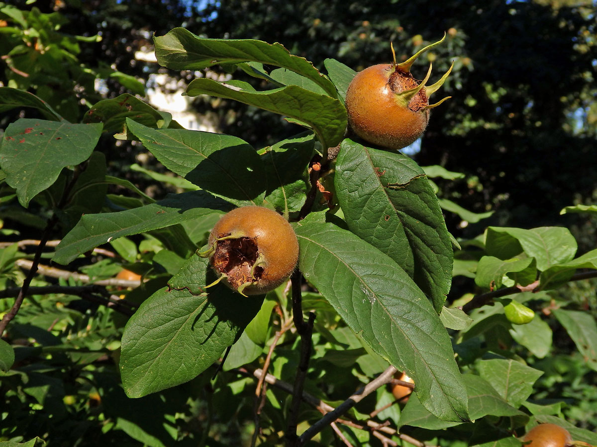 Mišpule obecná (Mespilus germanica L.)