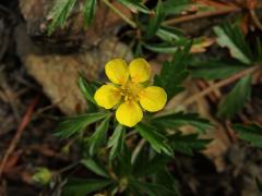 Mochna nátržník (Potentilla erecta (L.) Rauschel) s pětičetným květem (5)