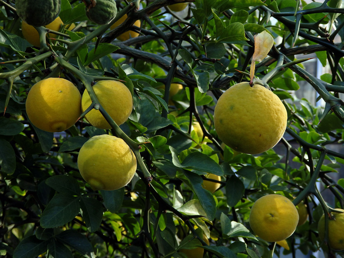 Citronečník trojlistý (Poncirus trifoliata (L.) Raf.)