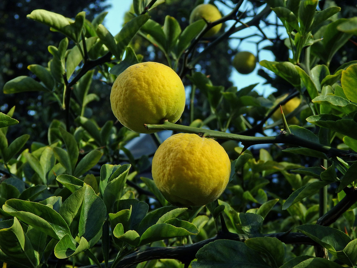 Citronečník trojlistý (Poncirus trifoliata (L.) Raf.)