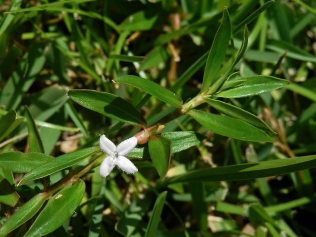 Diodia virginiana L.