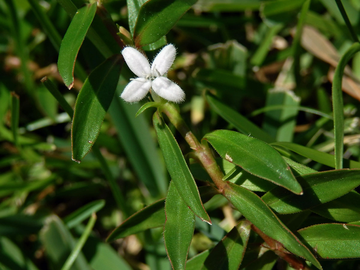 Diodia virginiana L.