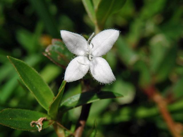 Diodia virginiana L.