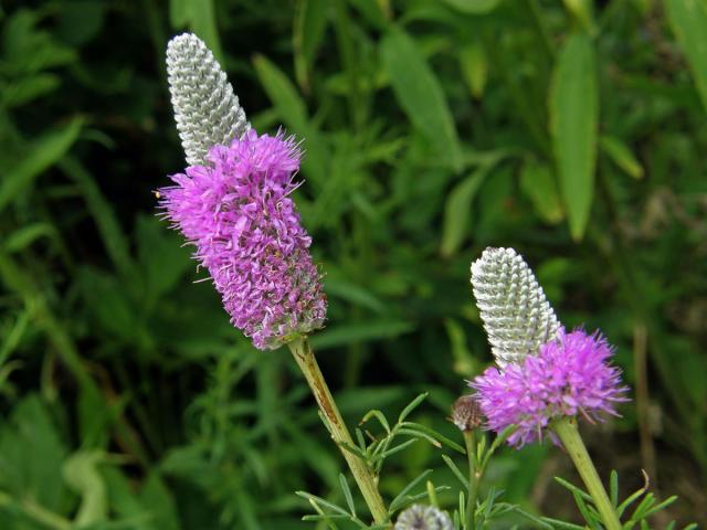 Dalea purpurea Vent.