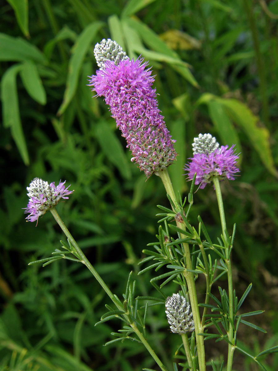 Dalea purpurea Vent.