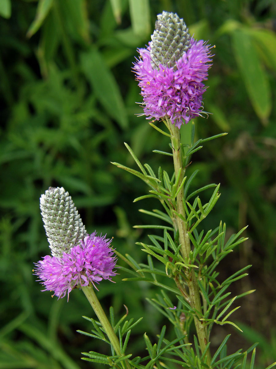 Dalea purpurea Vent.