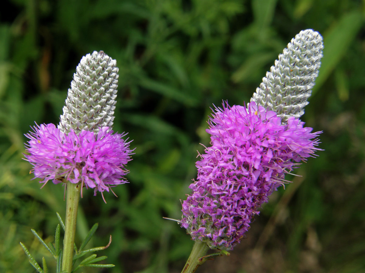 Dalea purpurea Vent.