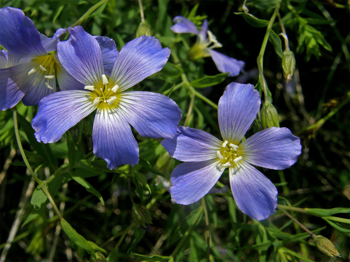 Len horský (Linum extraaxillare Kit.)