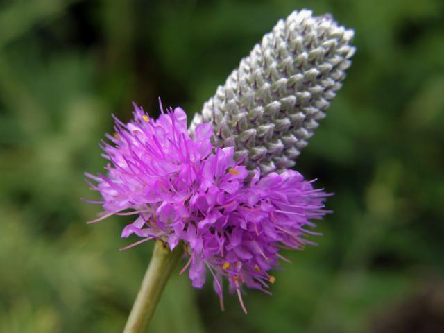 Dalea purpurea Vent.