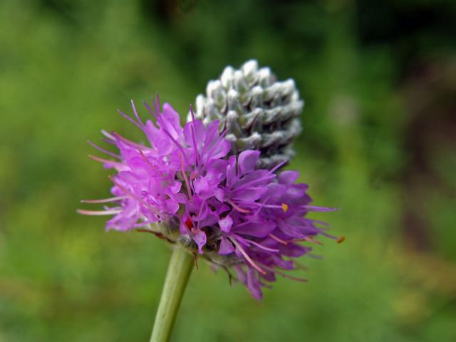 Dalea purpurea Vent.