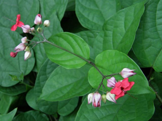 Clerodendrum x speciosum Dombr.