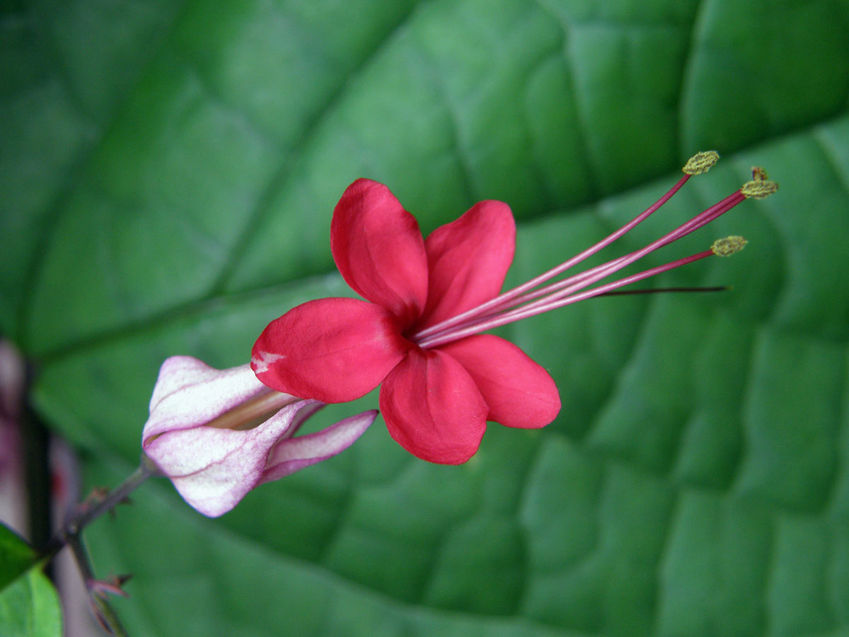 Clerodendrum x speciosum Dombr.