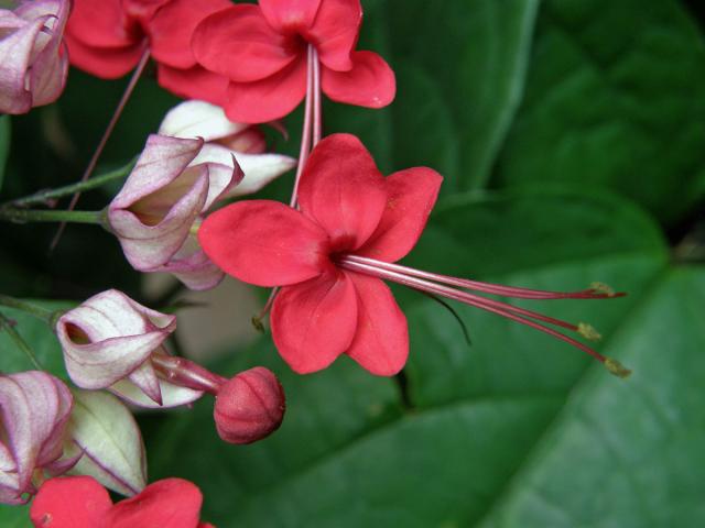 Clerodendrum x speciosum Dombr.