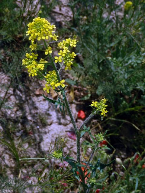 Hulevník Loeselův (Sisymbrium loeselii L.)