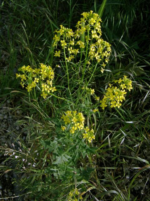 Hulevník Loeselův (Sisymbrium loeselii L.)