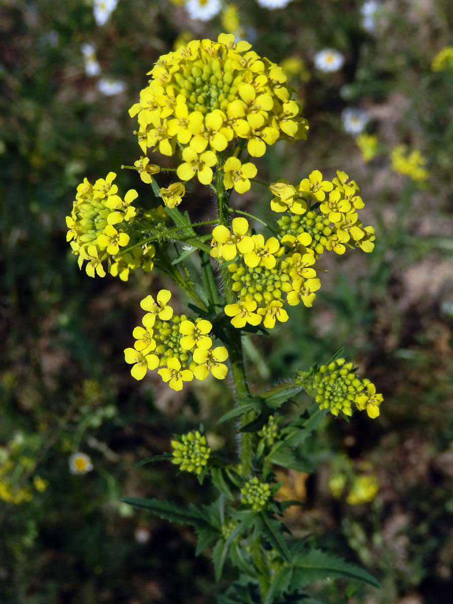 Hulevník Loeselův (Sisymbrium loeselii L.)