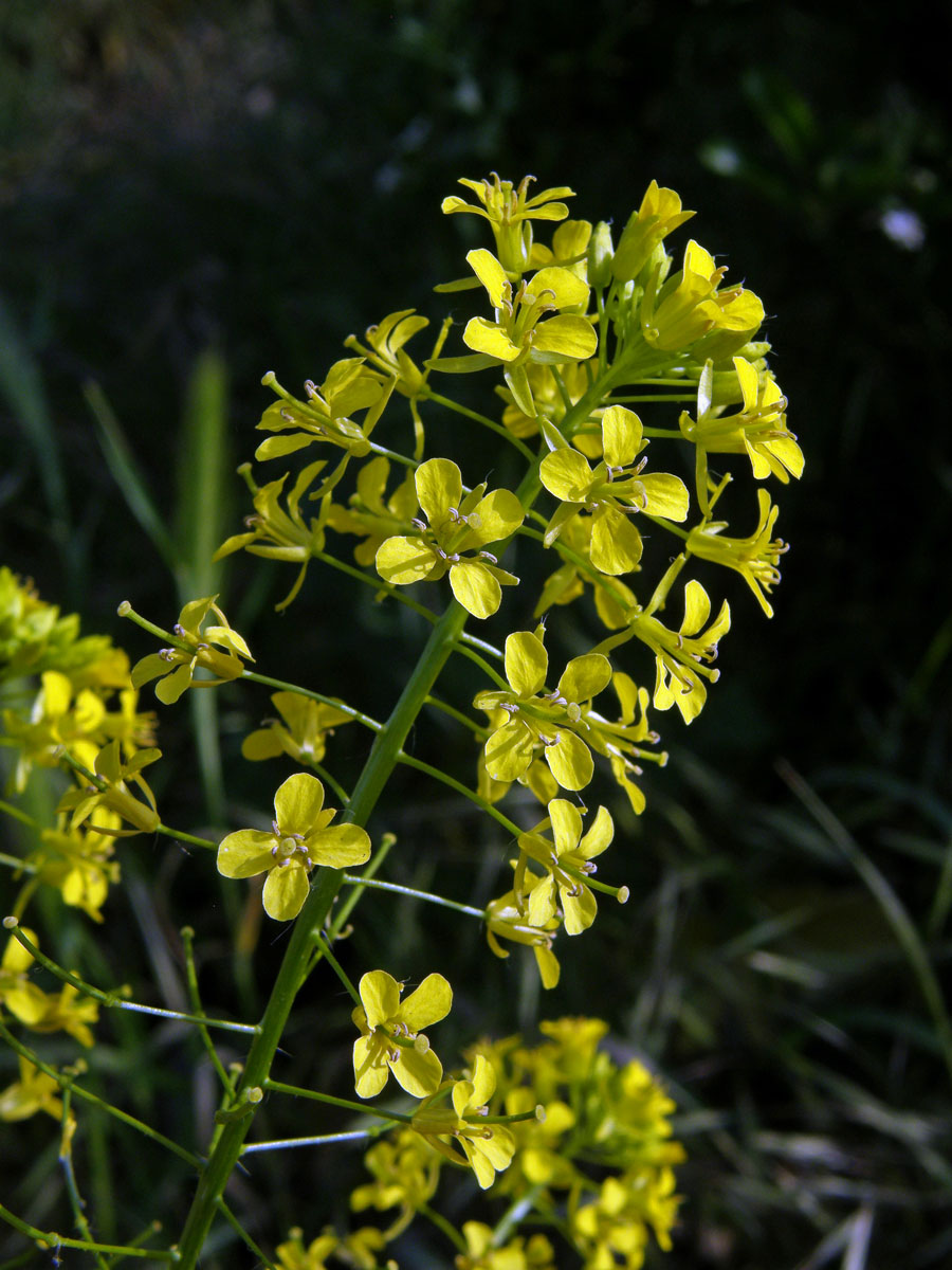 Hulevník Loeselův (Sisymbrium loeselii L.)