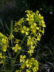 Hulevník Loeselův (Sisymbrium loeselii L.)