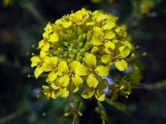 Hulevník Loeselův (Sisymbrium loeselii L.)