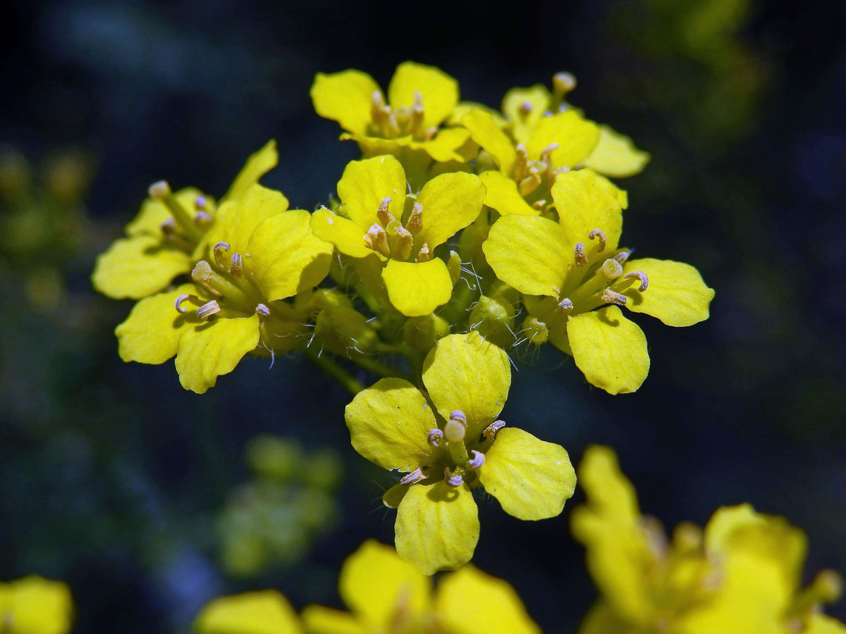 Hulevník Loeselův (Sisymbrium loeselii L.)