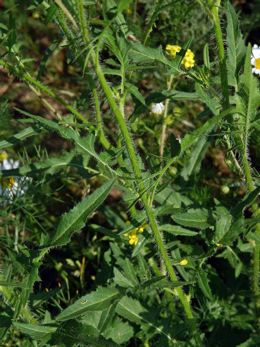 Hulevník Loeselův (Sisymbrium loeselii L.)