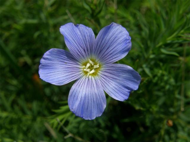 Len horský (Linum extraaxillare Kit.)