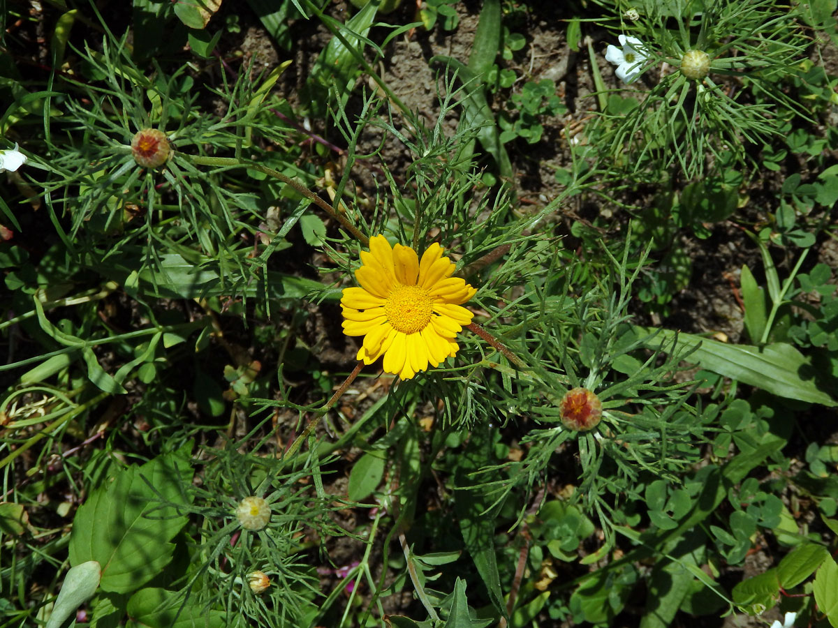 Kráska arabská (Cladanthus arabicus (L.) Cass.)