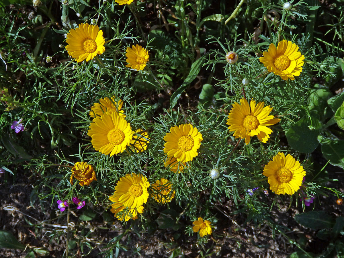 Kráska arabská (Cladanthus arabicus (L.) Cass.)