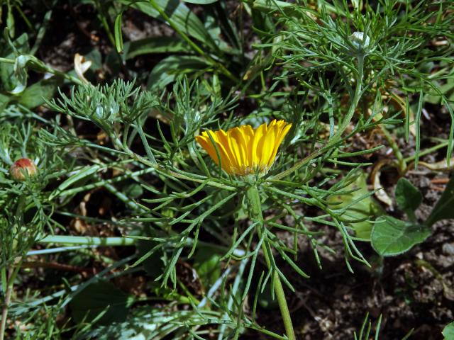 Kráska arabská (Cladanthus arabicus (L.) Cass.)