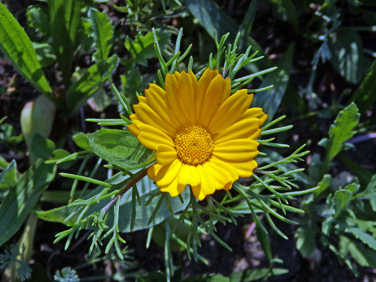 Kráska arabská (Cladanthus arabicus (L.) Cass.)