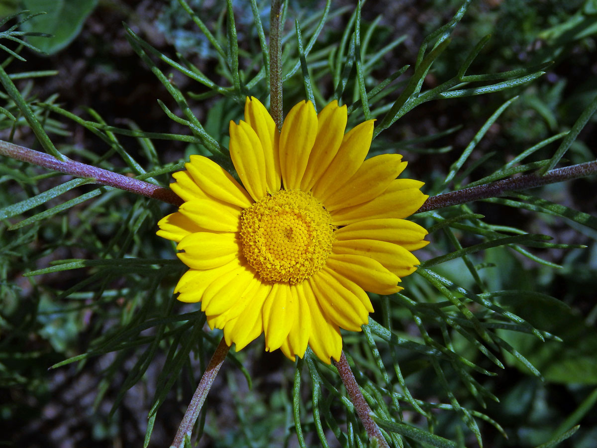 Kráska arabská (Cladanthus arabicus (L.) Cass.)