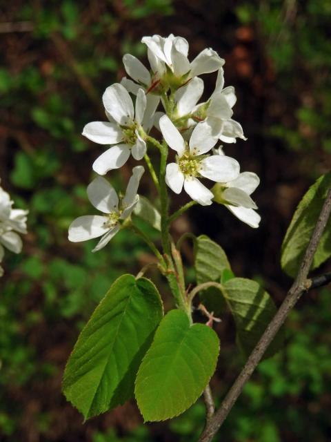 Muchovník klasnatý (Amelanchier spicata (Lam.) K. Koch)