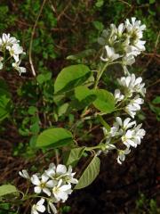 Muchovník klasnatý (Amelanchier spicata (Lam.) K. Koch)