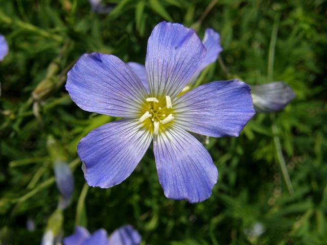 Len horský (Linum extraaxillare Kit.)