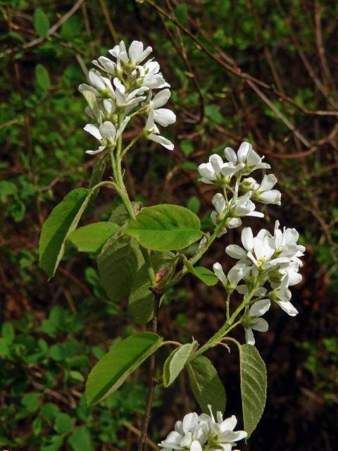 Muchovník klasnatý (Amelanchier spicata (Lam.) K. Koch)