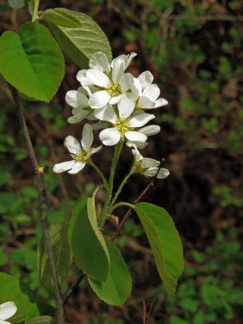 Muchovník klasnatý (Amelanchier spicata (Lam.) K. Koch)