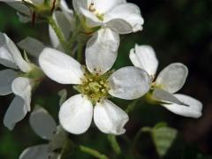 Muchovník klasnatý (Amelanchier spicata (Lam.) K. Koch)