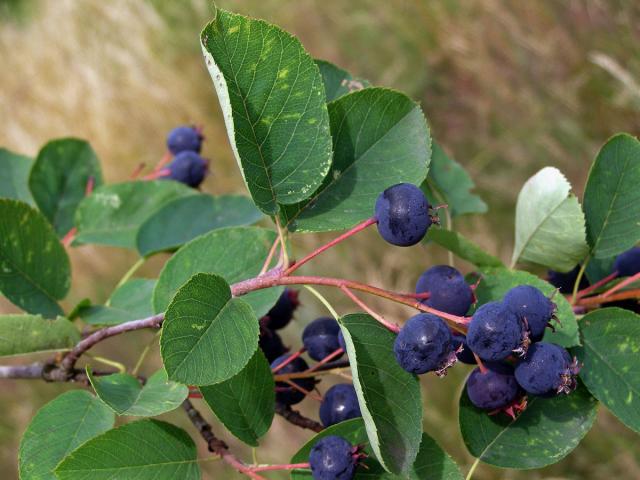 Muchovník klasnatý (Amelanchier spicata (Lam.) K. Koch)