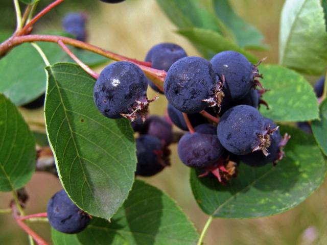 Muchovník klasnatý (Amelanchier spicata (Lam.) K. Koch)