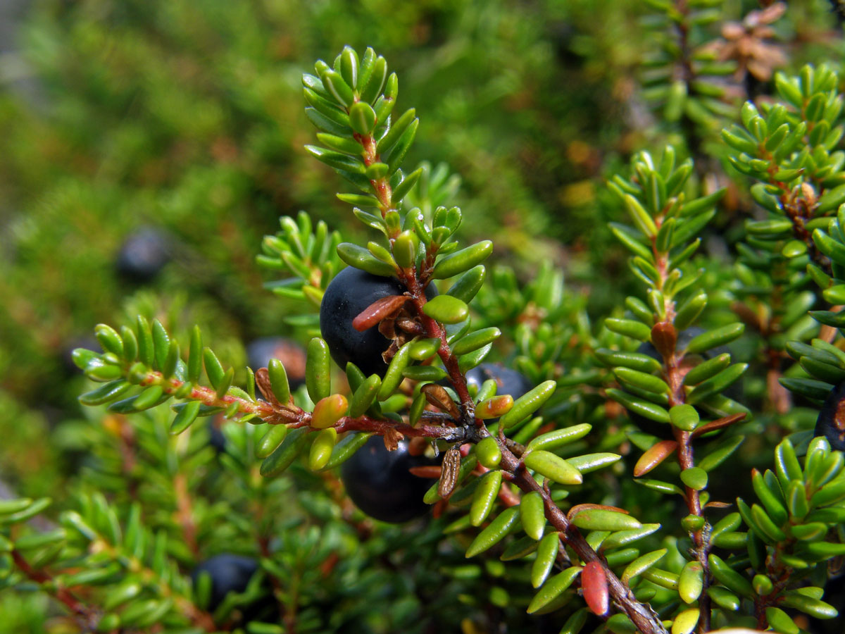 Šicha oboupohlavná (Empetrum hermaphroditum Hagerup)