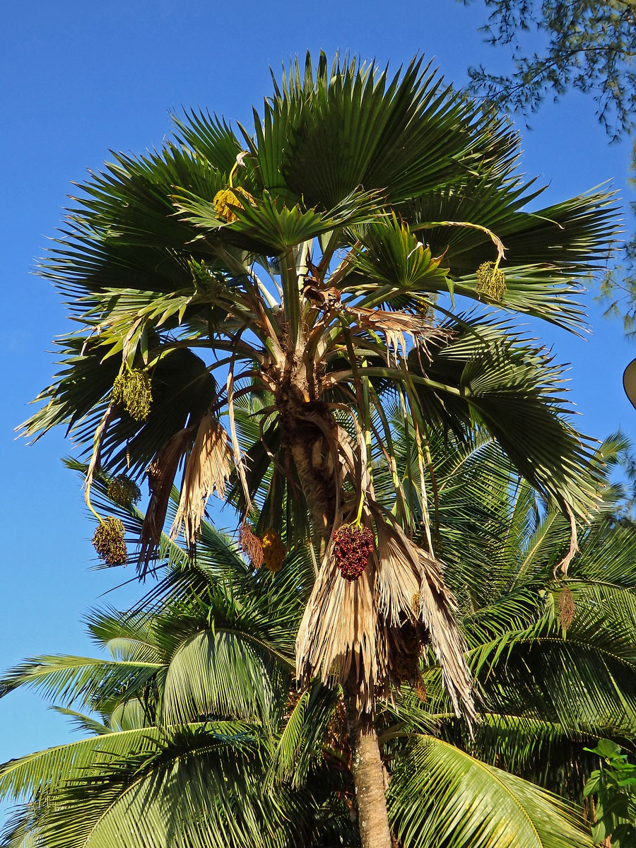 Pritchardia thurstonii F. Muell. & Drude