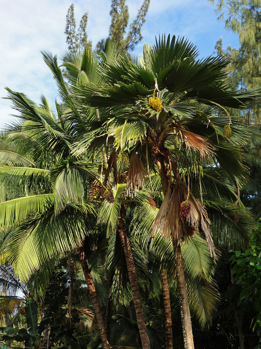 Pritchardia thurstonii F. Muell. & Drude