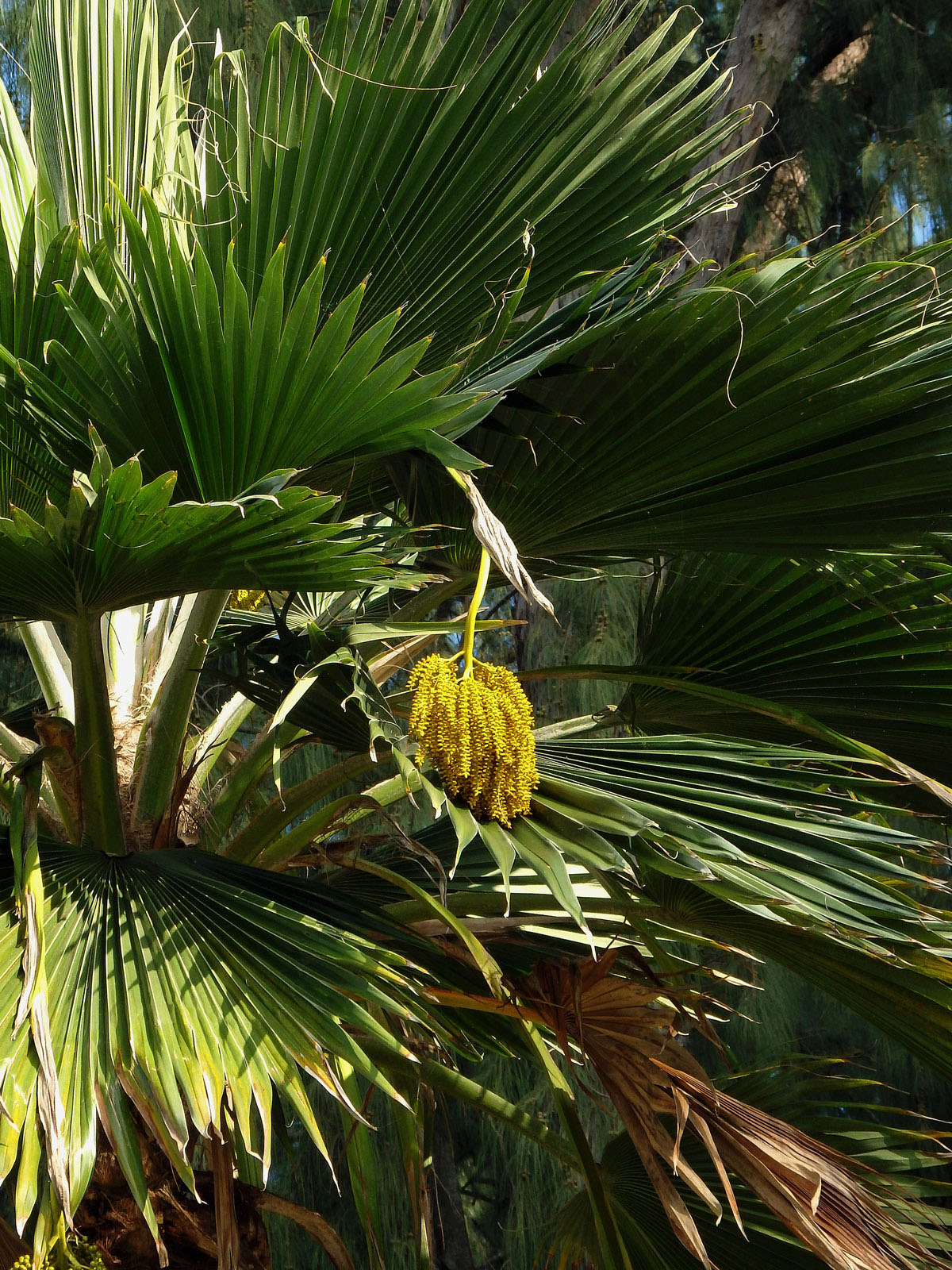 Pritchardia thurstonii F. Muell. & Drude