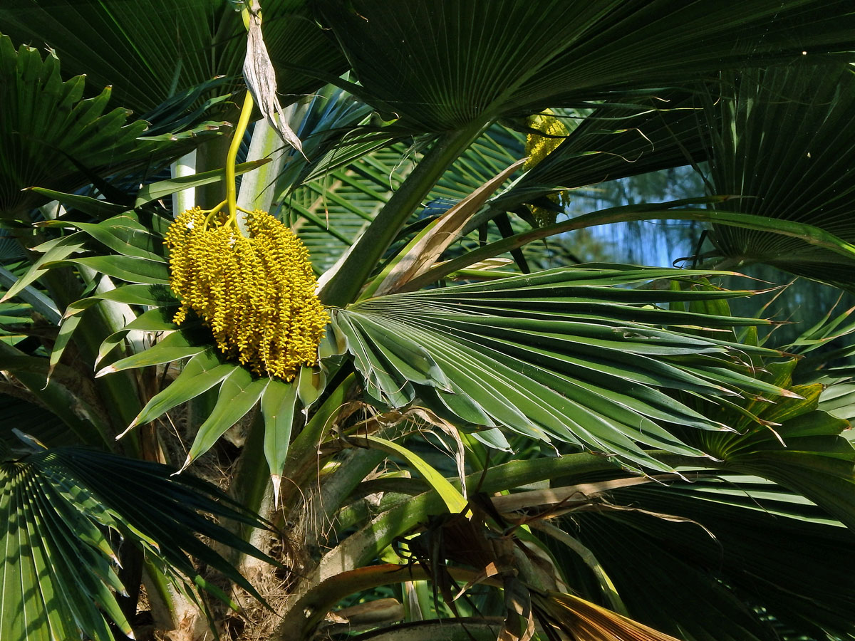 Pritchardia thurstonii F. Muell. & Drude