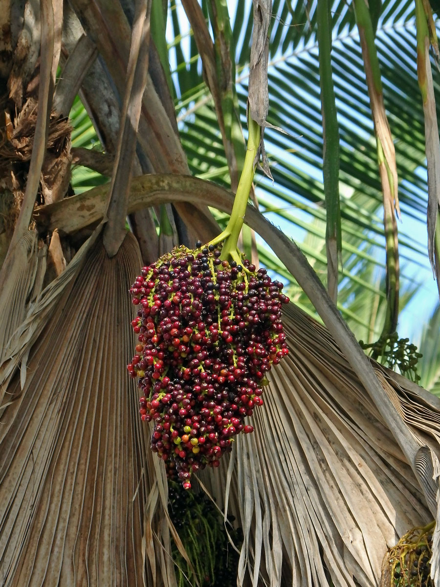 Pritchardia thurstonii F. Muell. & Drude