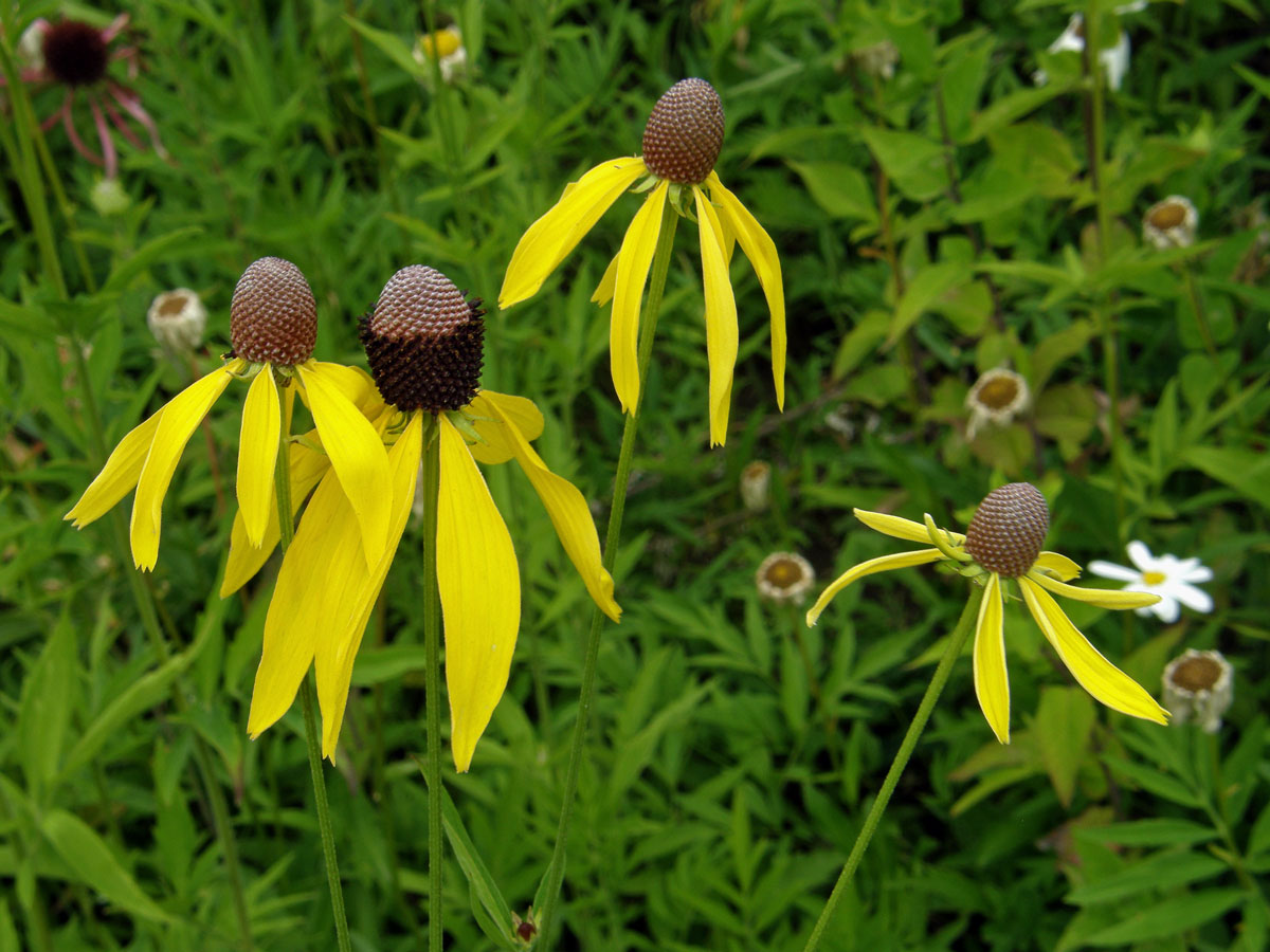 Ratibida pinnata (Vent.) Barnh.