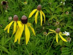 Ratibida pinnata (Vent.) Barnh. 