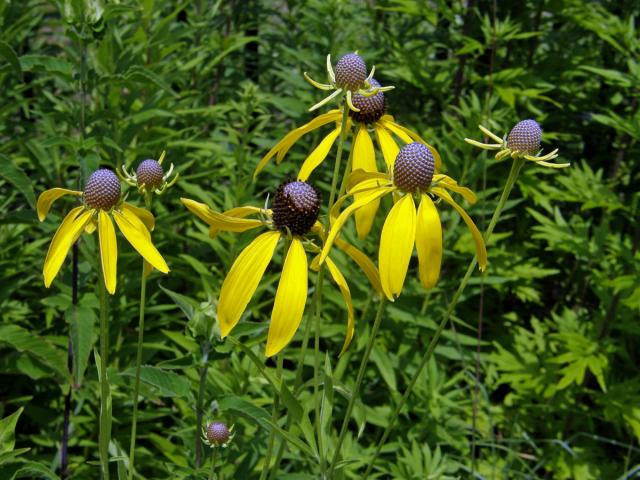 Ratibida pinnata (Vent.) Barnh.