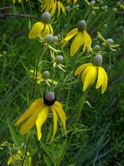 Ratibida pinnata (Vent.) Barnh.