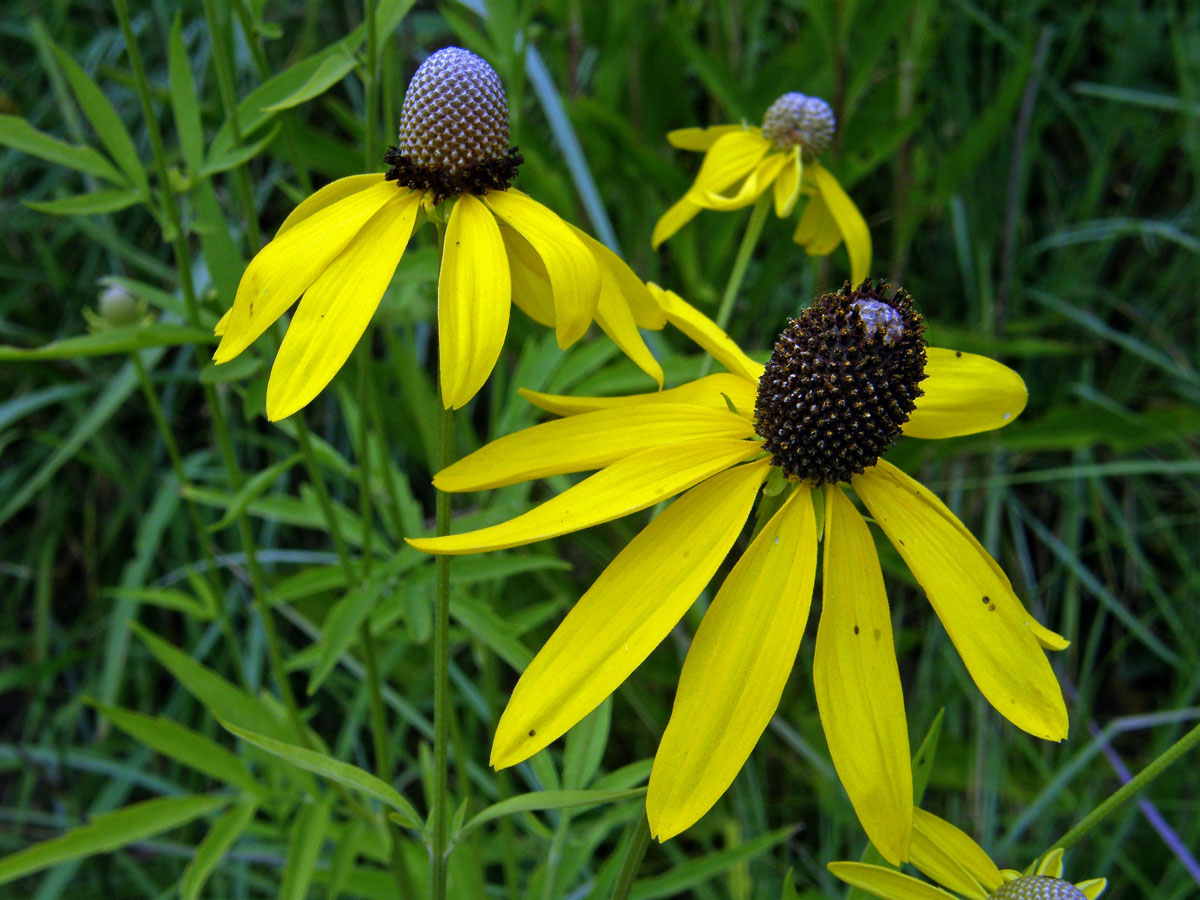 Ratibida pinnata (Vent.) Barnh.